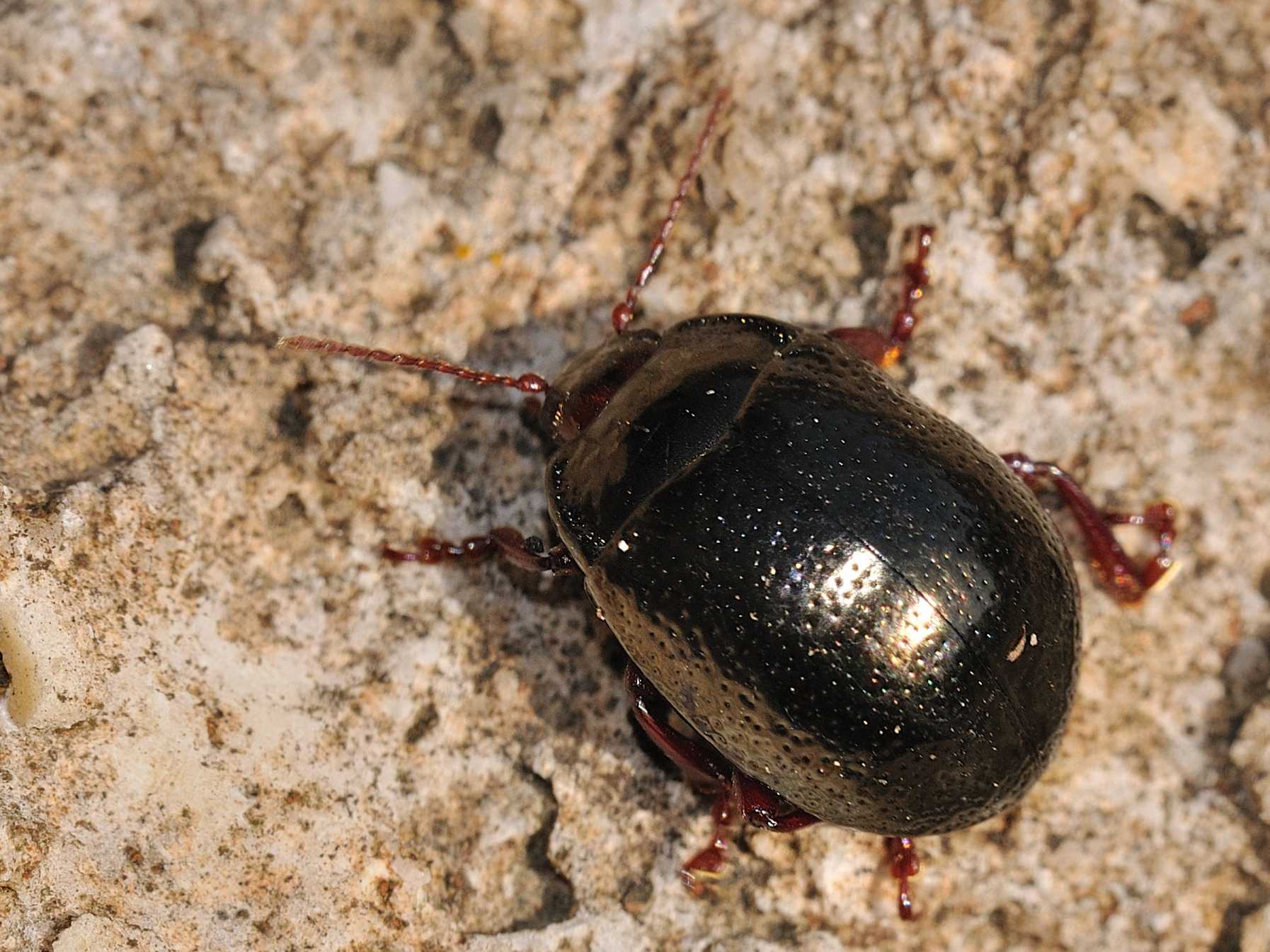 Chrysolina sp. ?